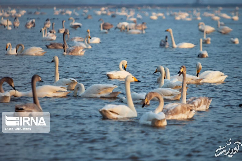 (تصاویر) قوهای فریادکش در تالاب سرخرود